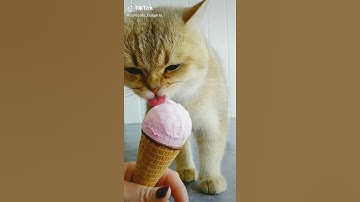 Thumbnail of Cat Eating Ice-cream