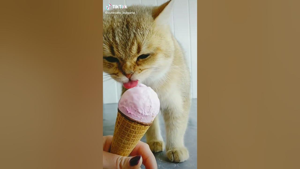 Cat Eating Ice-cream Cat Eating Ice-cream