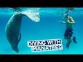 Volunteering with Manatees in the Caribbean | Belize Travel Vlog
