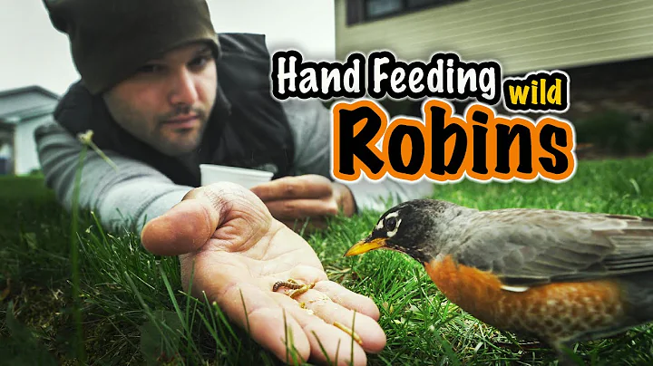 Hand Feeding Wild Robins