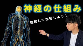 19　神経の仕組み