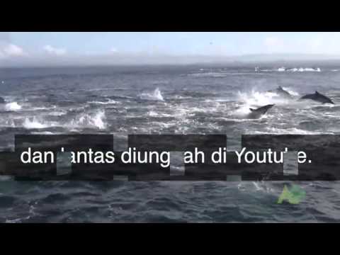 Video: Lumba-lumba Dan Ikan Paus Mahu Memberikan Hak Asasi Manusia - Pandangan Alternatif