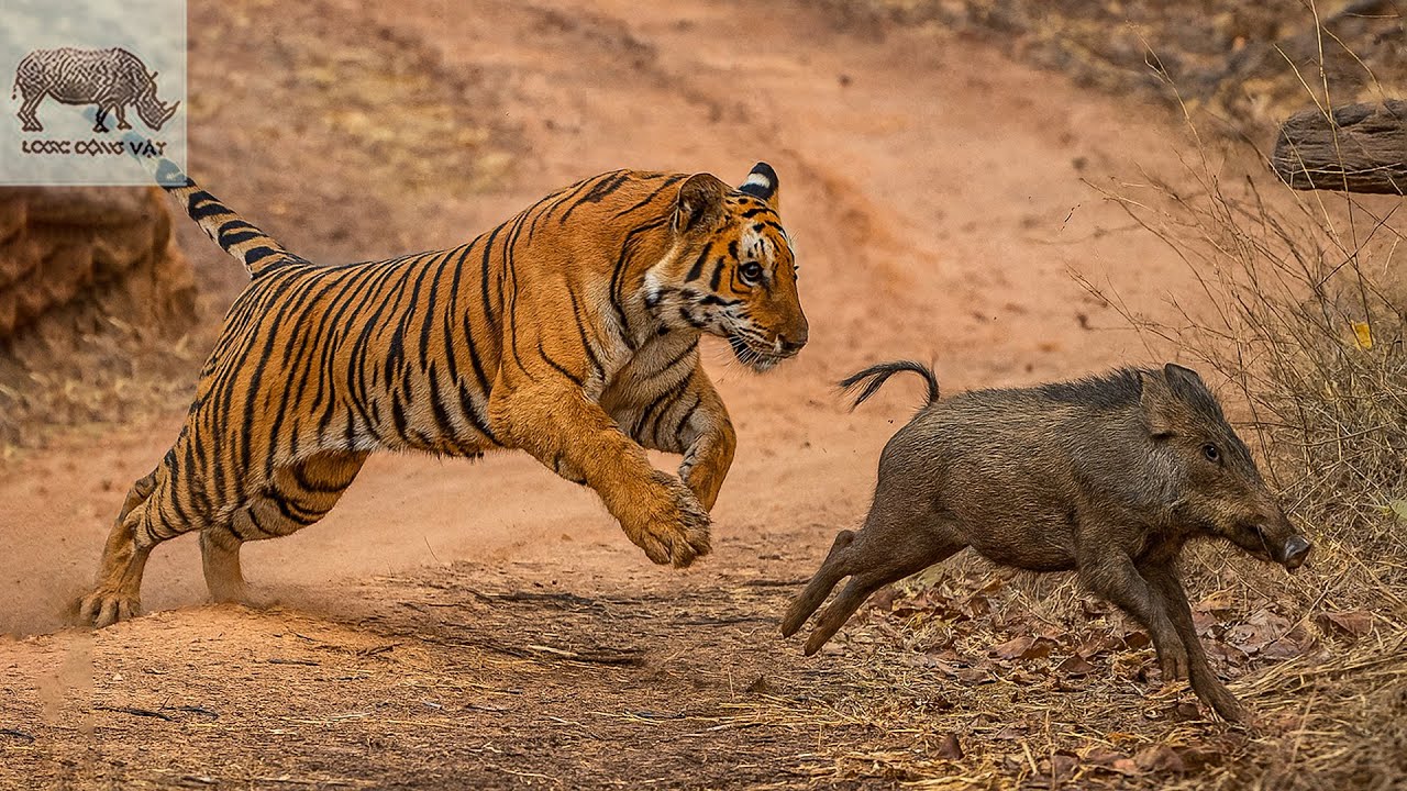 🔥 Cận Cảnh Màn Săn Mồi “Siêu Đỉnh” Của Hổ - Sát Thủ Nguy Hiểm Nhất Thế Giới Động Vật!