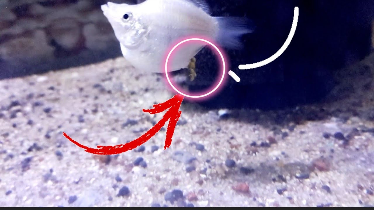 WHITE BALLON MOLLY FISH GIVING BIRTH OF UNFERTILIZED EGG|FISHKEPPER|atebhebs