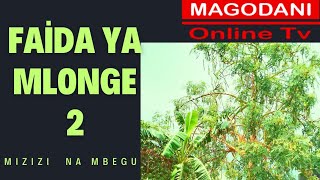 Faida Ya Mizizi Ya Mlonge Sehemu Ya Pili