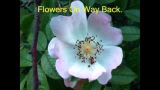 Isle Of Sheppey - Eastchurch Gap