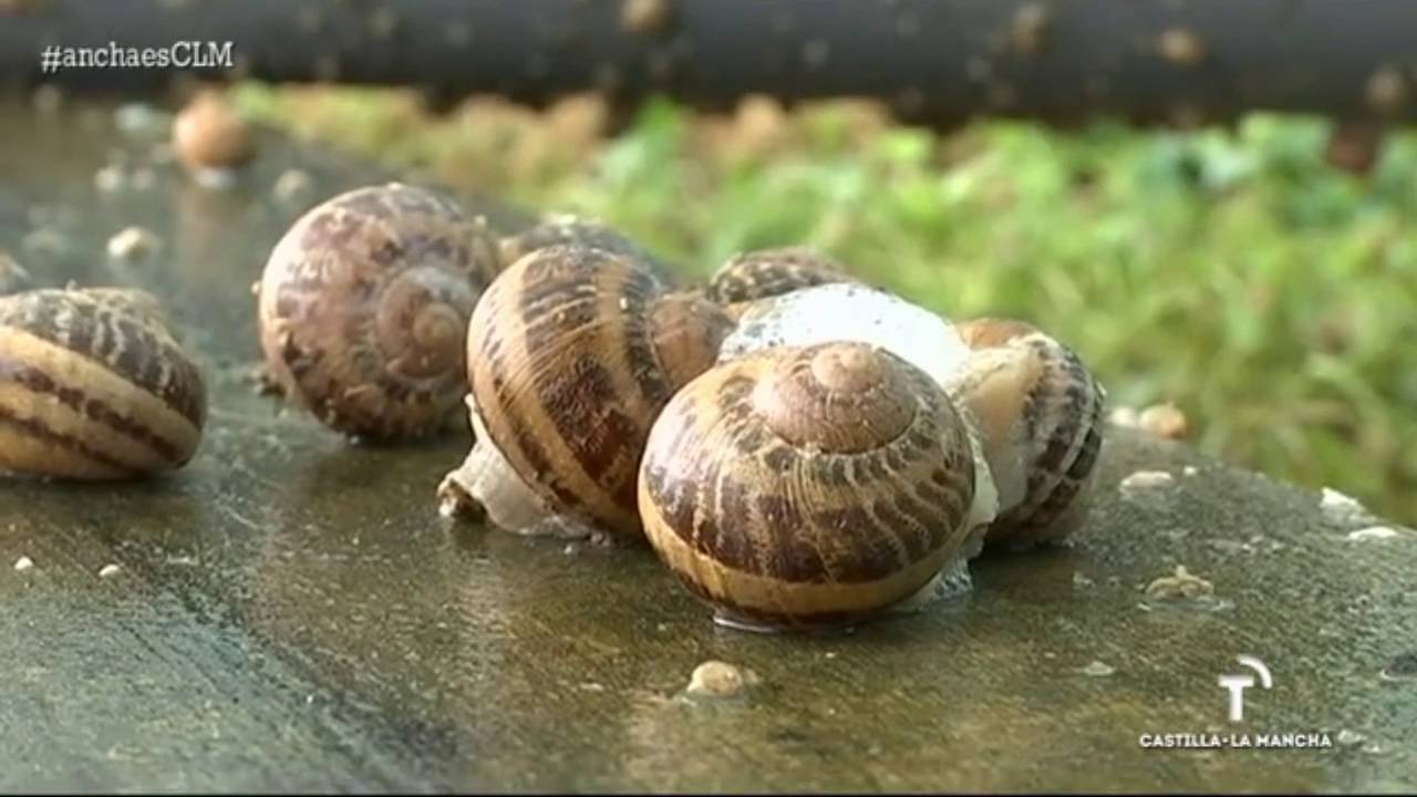 Helicicultura en Cuerva de Toledo. Ancha es Castilla-La Mancha