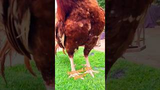 muska fiter #swataseels #shortvideos #unfrezzmyaccount #shorts #shortvideos #youtube #trendingshorts