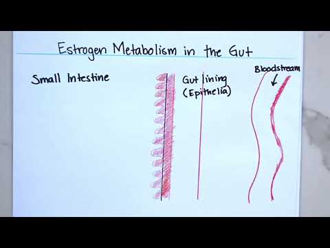 Hormones and the Gut –How they are Connected.