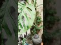#garden#Monstera #indoorplants 🌱🌱🌱🌿🌿🌴🪴🌳