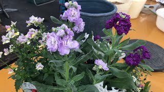 ストックの寄せ植え作ります