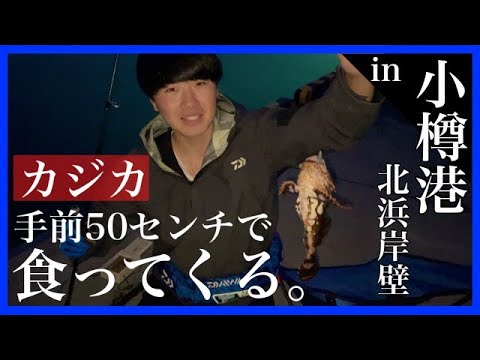 [Otaru Sculpin] A sculpin bites just 50cm from the edge. in Otaru Port Kitahama Quay [Goby] [Hokk...