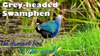 Purple swamphen/Grey-headed swamphen/Каспийская султанка/Talève sultane| Nathalie’s World screenshot 1