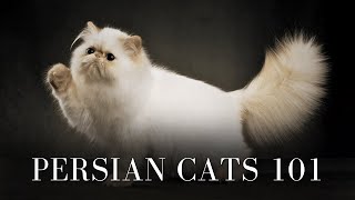 Persian Cats 101  Everything You Need To Know