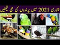 Birds Rasheedabad Market January 2021 || Latest Price & update in urdu/hindi