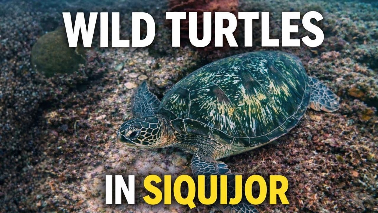 😱 INSANE DIVING IN SIQUIJOR!!! GIANT TURTLE 🐢 AND HUGE MORAY EEL| Diving with SEA PEARL DIVERS