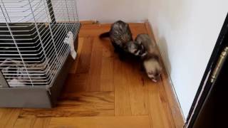Introducing ferrets to each other