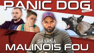 Malinois FOU  PANIC DOG Ep10