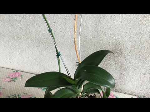 Vídeo: Como podar corretamente uma orquídea após a floração: características de cuidados, procedimento, foto