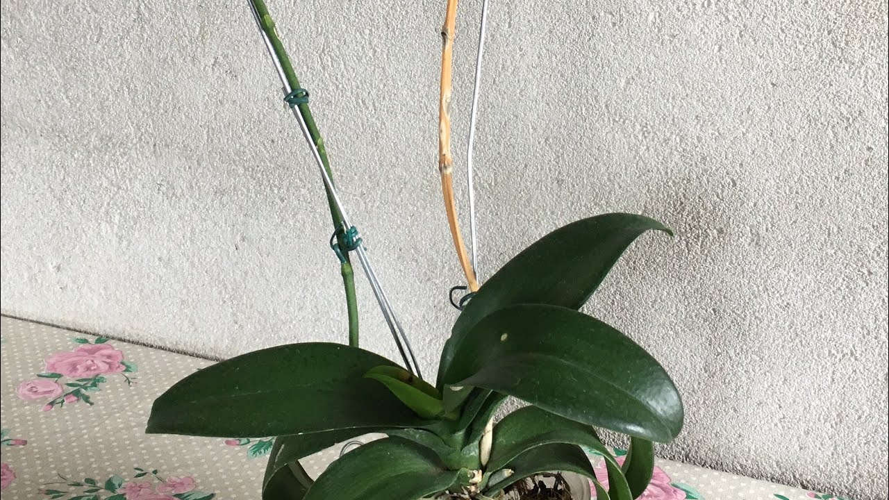 Veja como,quando e onde cortar as hastes das orquídeas depois da floração.  - thptnganamst.edu.vn