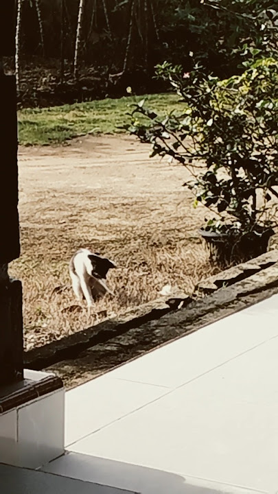 Bukan Kucing Biasa.selalu ikut..dan jaga keamanan