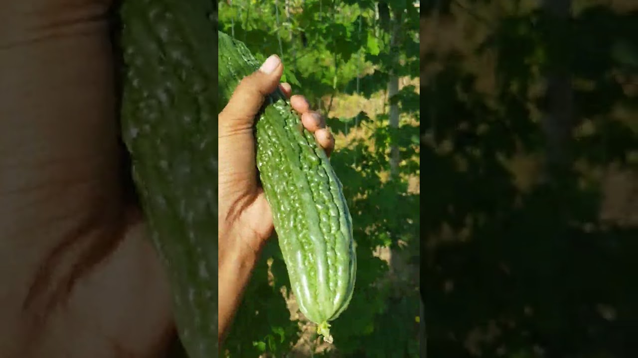 update sa aking ampalaya 37days old green spear variety 600hills unang pitas 50kilos #farming