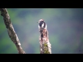 アカゲラ（1）鳴き声とドラミング（戸隠） - Great Spotted Woodpecker - Wild Bird - 野鳥 動画図鑑