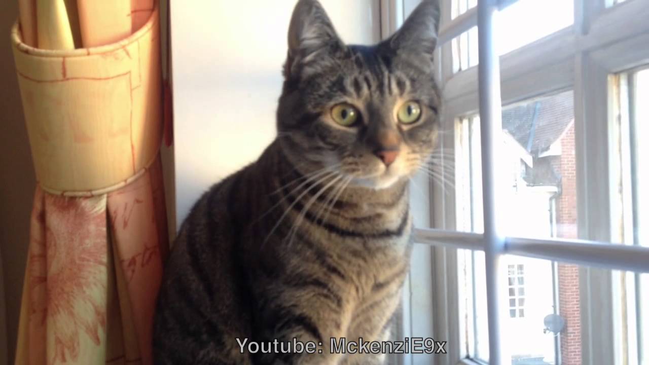 Pringles the Cat sweetly, chattering away to the birds outside! - YouTube