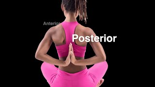 Anterior and Posterior