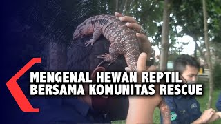 Mengenal Hewan Reptil
