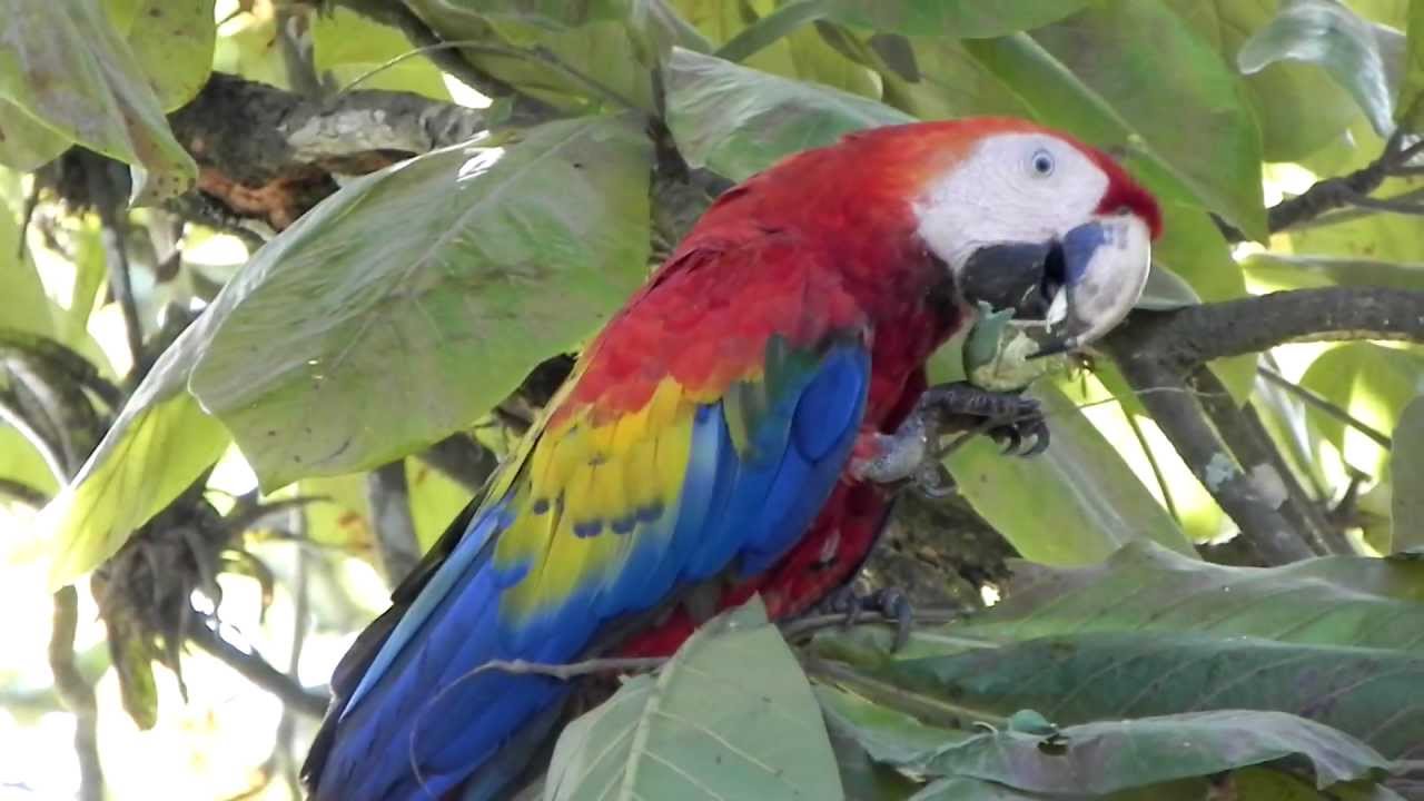 Wild Scarlet Macaw Feeding - YouTube