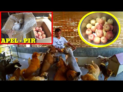 Video: Bolehkah Anjing Makan Epal?