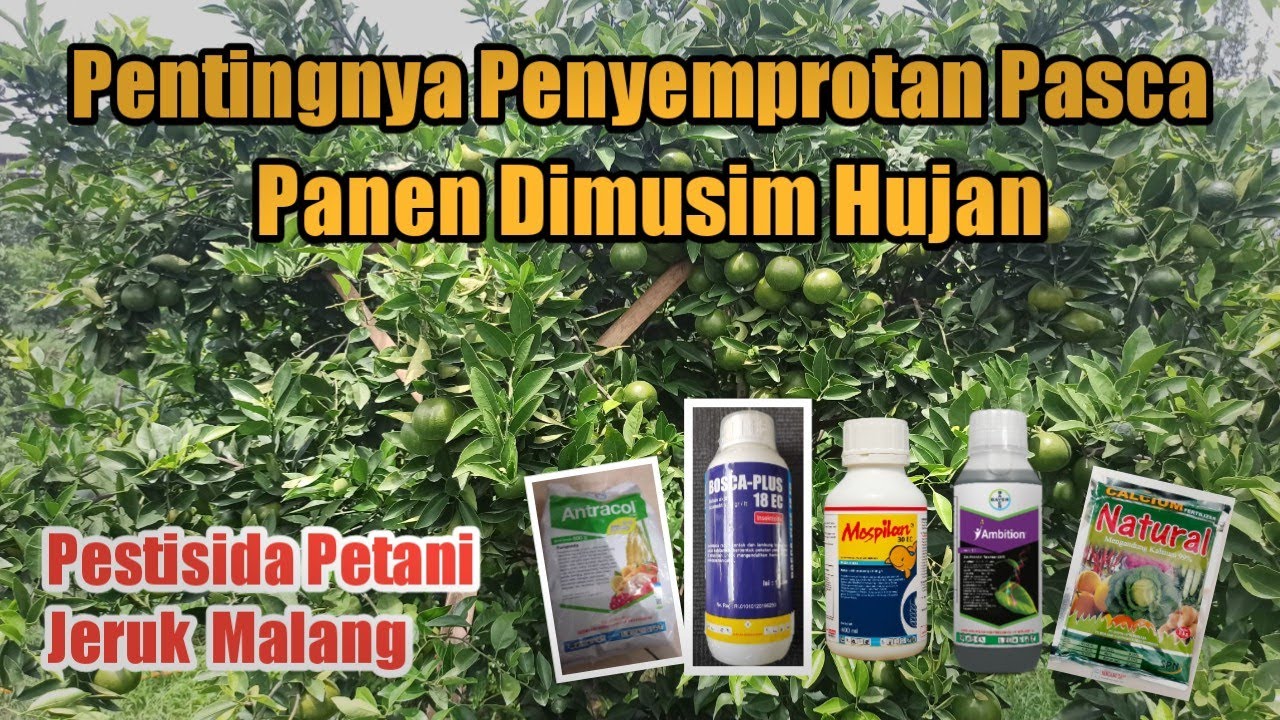 PENTING Penyemprotan Pasca Panen ( ZPT )
