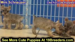 Miniature Schnauzer, Puppies, Dogs, For Sale, In Juneau, Borough, Alaska, AK, 19Breeders, Badger