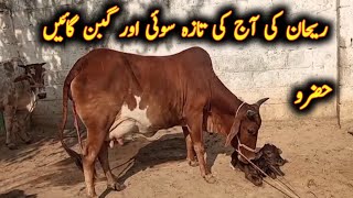 Desi Cross Milking Cows For Sale By Rehan From Hazro Stan My Life Channel