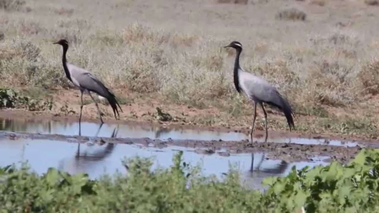 Журавль-красавка (Anthropoides virgo)
