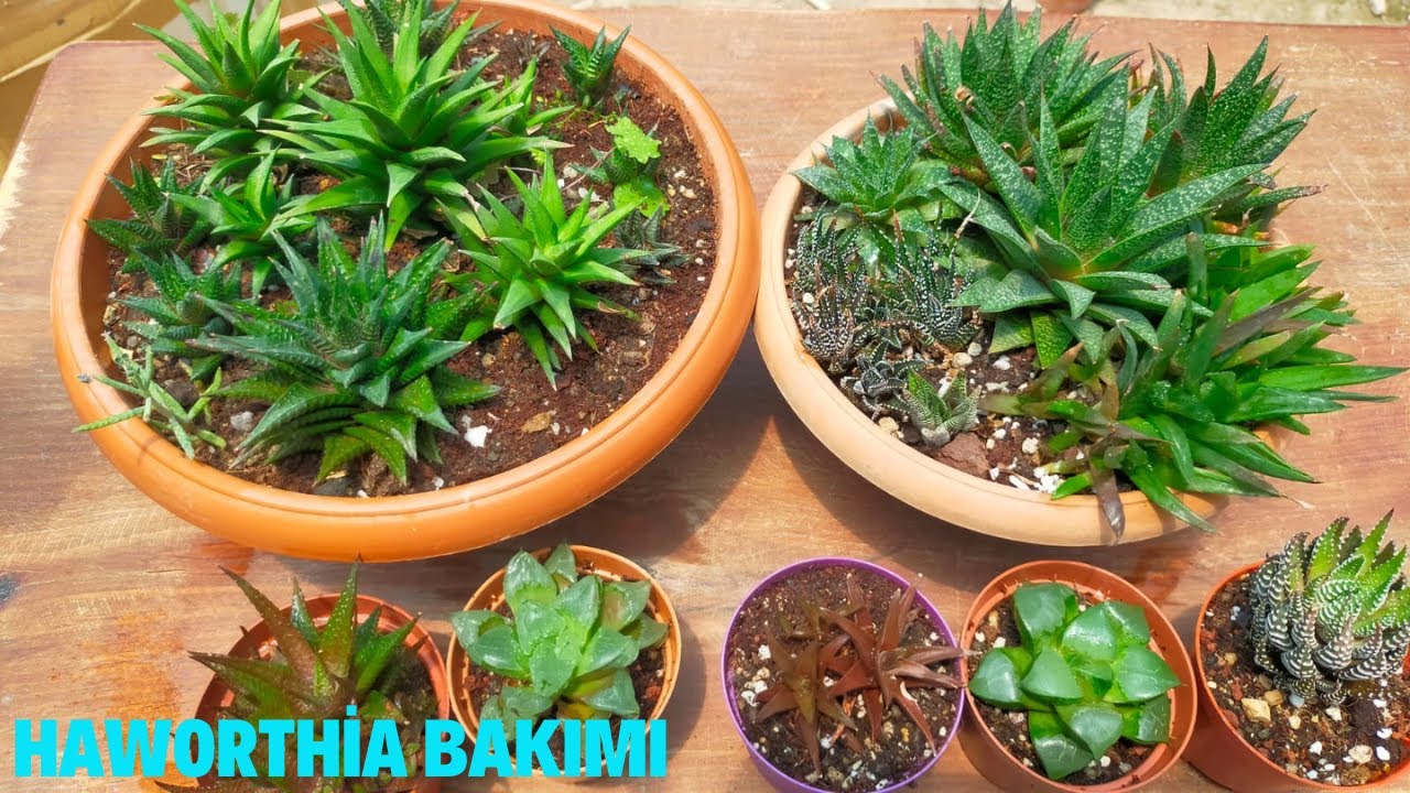 Haworthia Bakımı/ Teraryuma Uygun Bitkiler