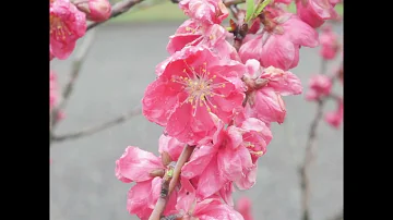 Kyoto imperial Palace - March 25, 2024