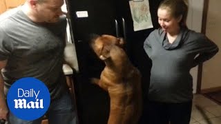 Dog Stops Boyfriend From Touching Owners Pregnant Belly - Daily Mail