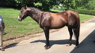 $80,000,000 horse - Claiborne Farms