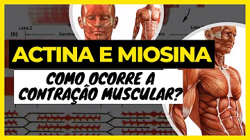 Como ocorre o processo de contração muscular?