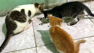 Kitten funny, cat eating food,  猫 by Neos Home 621 views 2 years ago 3 minutes, 1 second