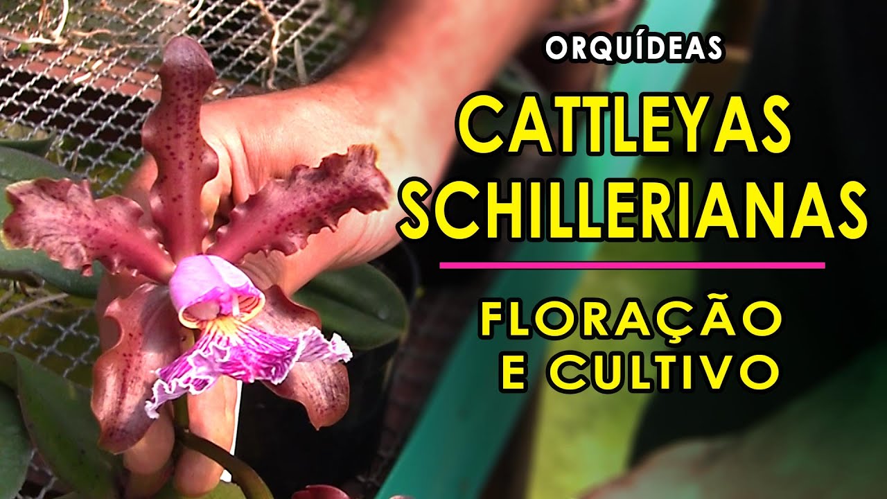 Orquídeas Cattleyas Schillerianas Floração e Cultivo com Daniel Neubauer