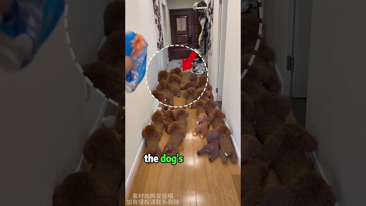 Can You Guess Which Dog Is The Most Real Shorts