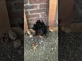 🐣🐣👌🏼