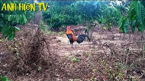 Bẫy gà rừng Daklak 21/11/2020 bán gà mồi gà rừng rặc 0981.519.719