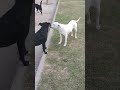 Perros De La Plaza