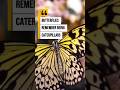 Butterflies strong memory!!!