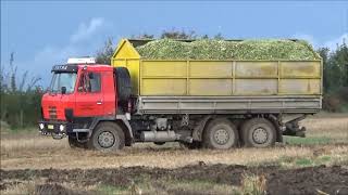 Siláže 2020 Claas Jaguar 950 4x Tatra 815 Agro