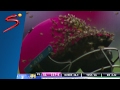 South Africa vs Sri Lanka | Bees Swarm Cricket Field During Pink ODI | SuperSport